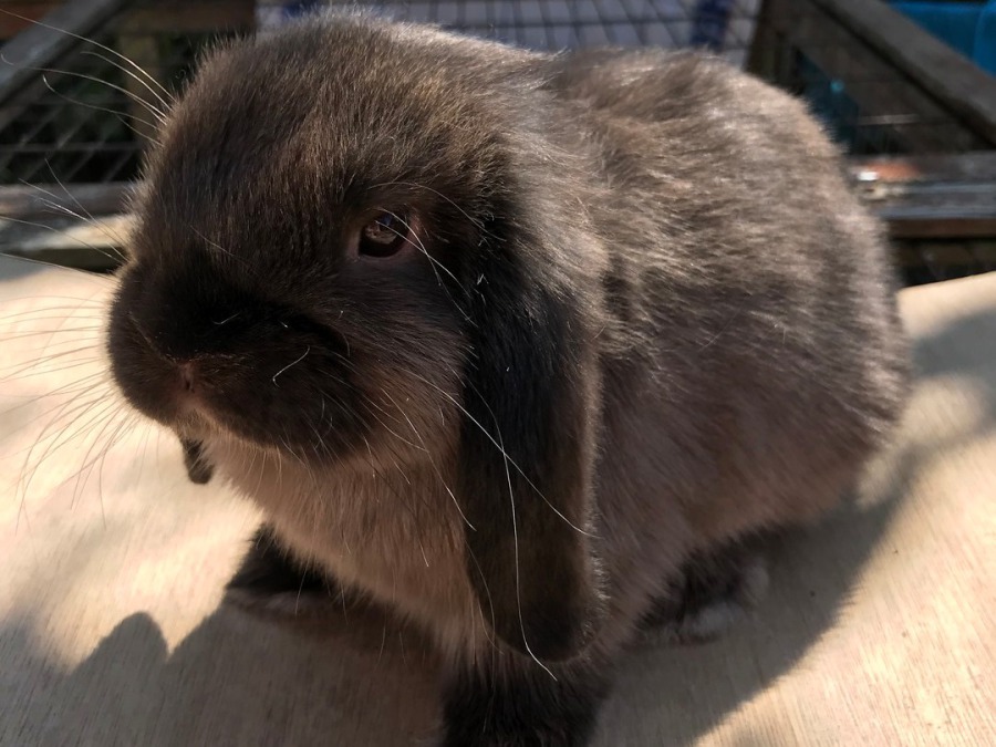 Gabbies Mini Lops Kits for Sale